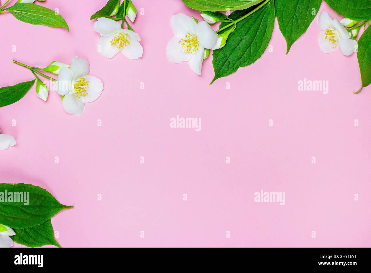 Jasmine flower background flat hi-res stock photography and images - Page 3  - Alamy