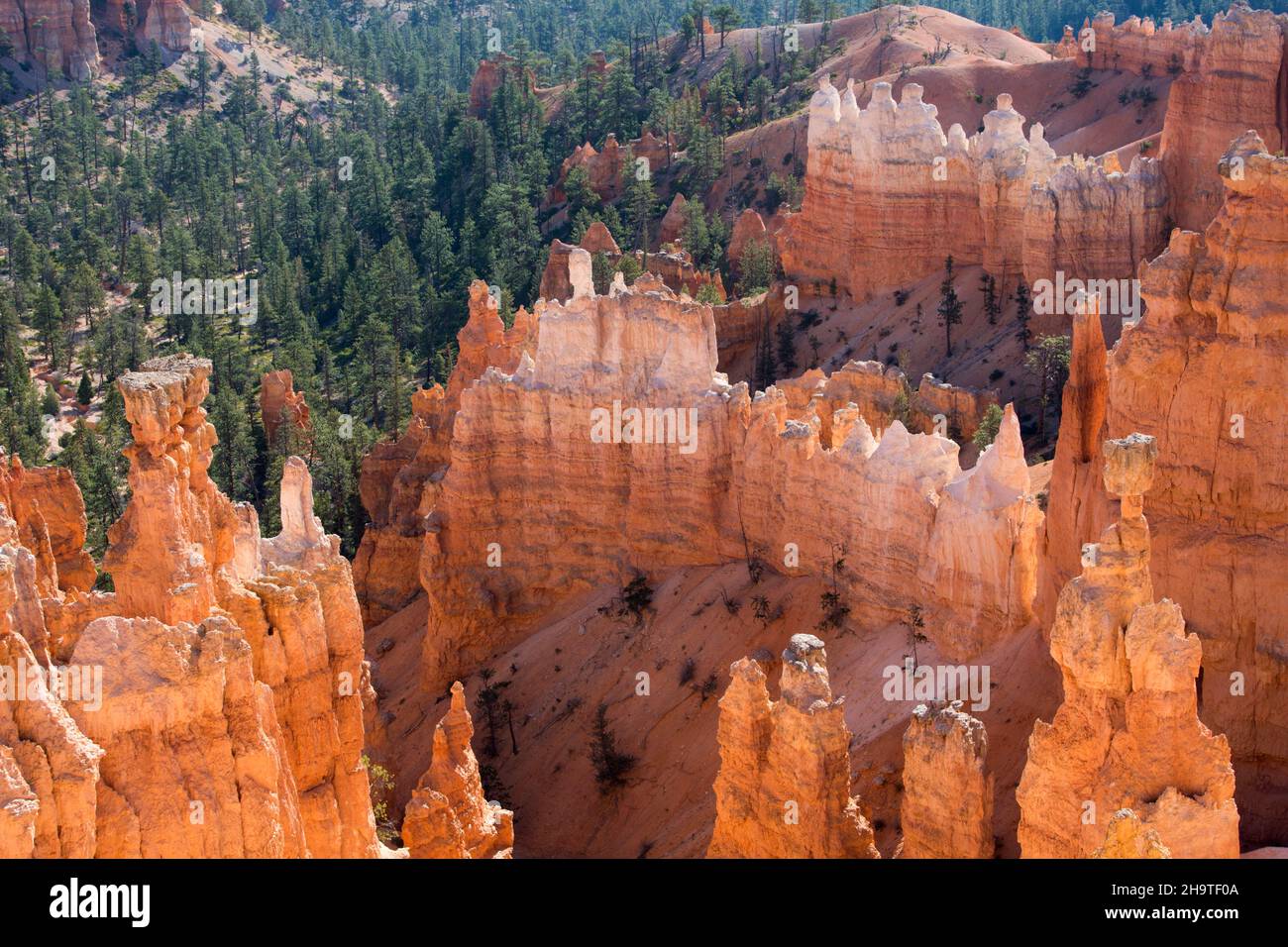 Bryce Canyon National Park, Utah, USA. View over towering hoodoos in the Queen's Garden from the Navajo Loop Trail below Sunset Point. Stock Photo