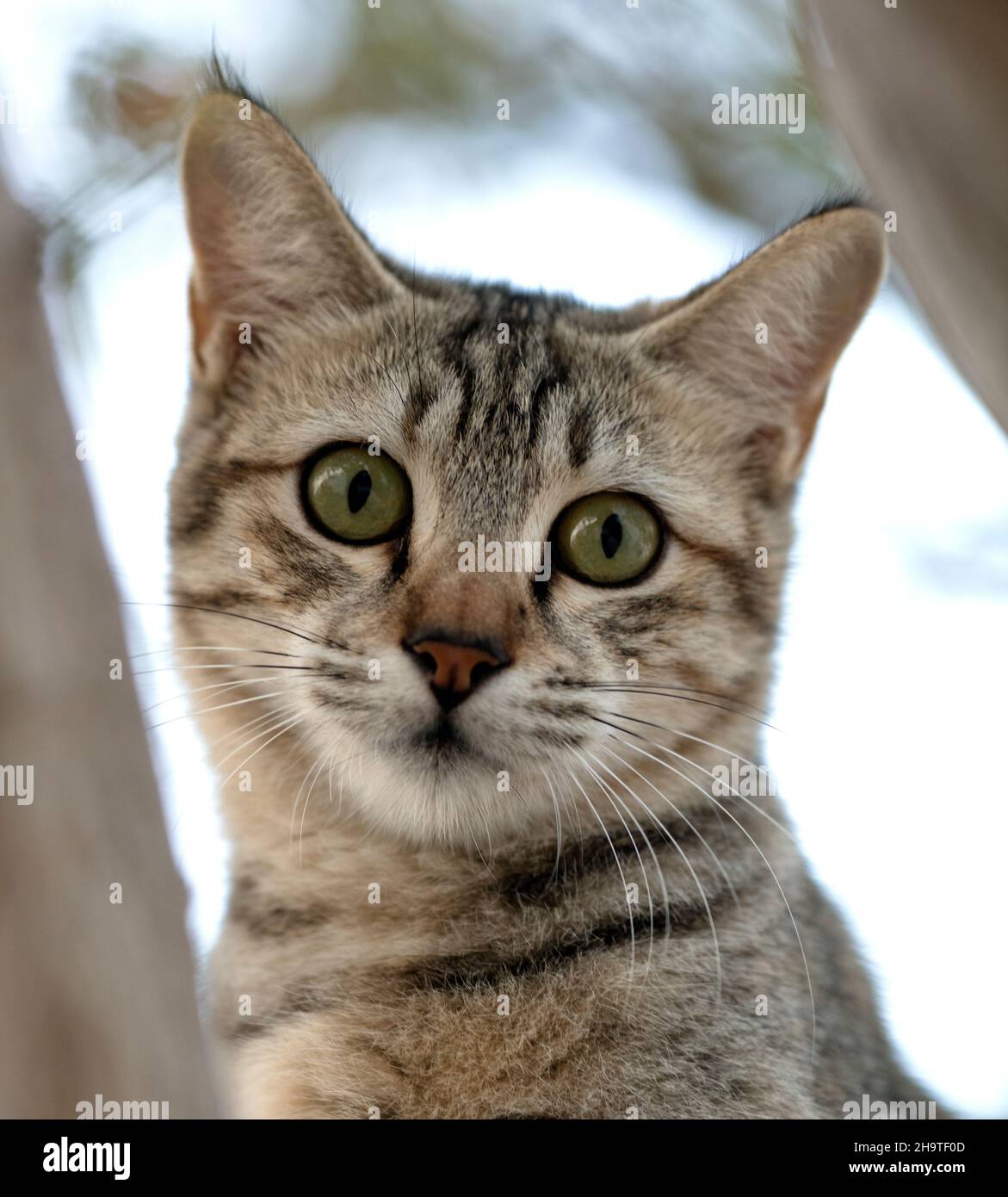 A Cute cat /QATAR Stock Photo Alamy