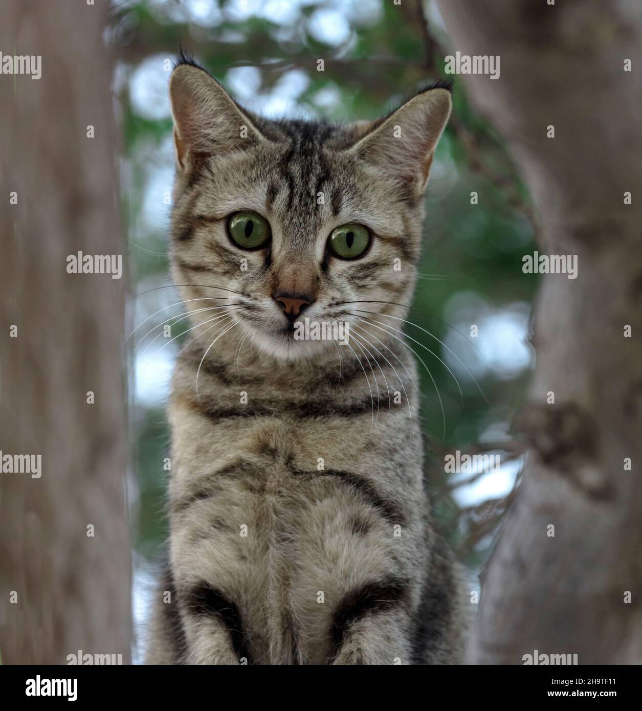 A Cute cat /QATAR Stock Photo Alamy