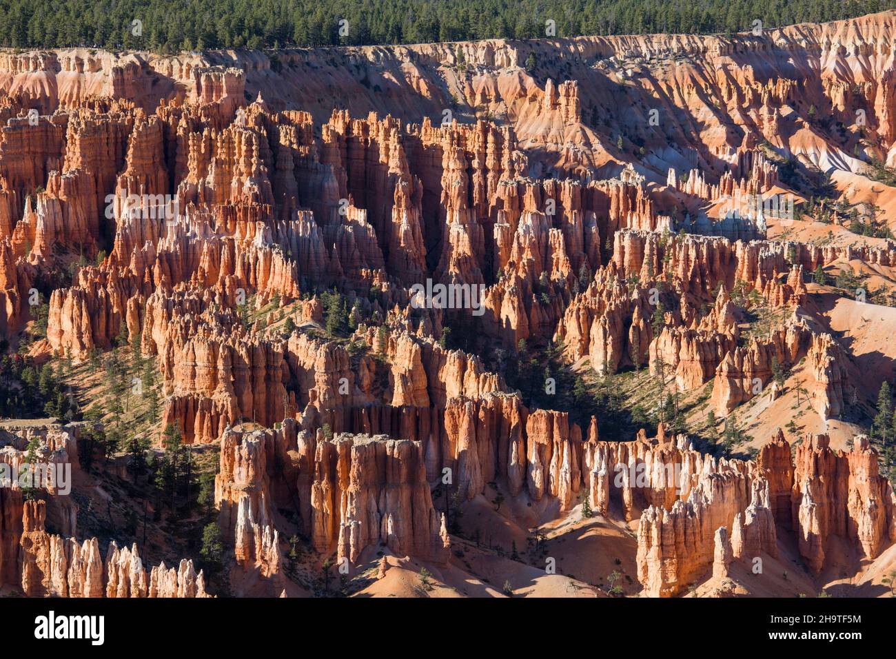 Bryce Canyon National Park, Utah, USA. View over forest of hoodoos in the Silent City from the Rim Trail at Bryce Point. Stock Photo