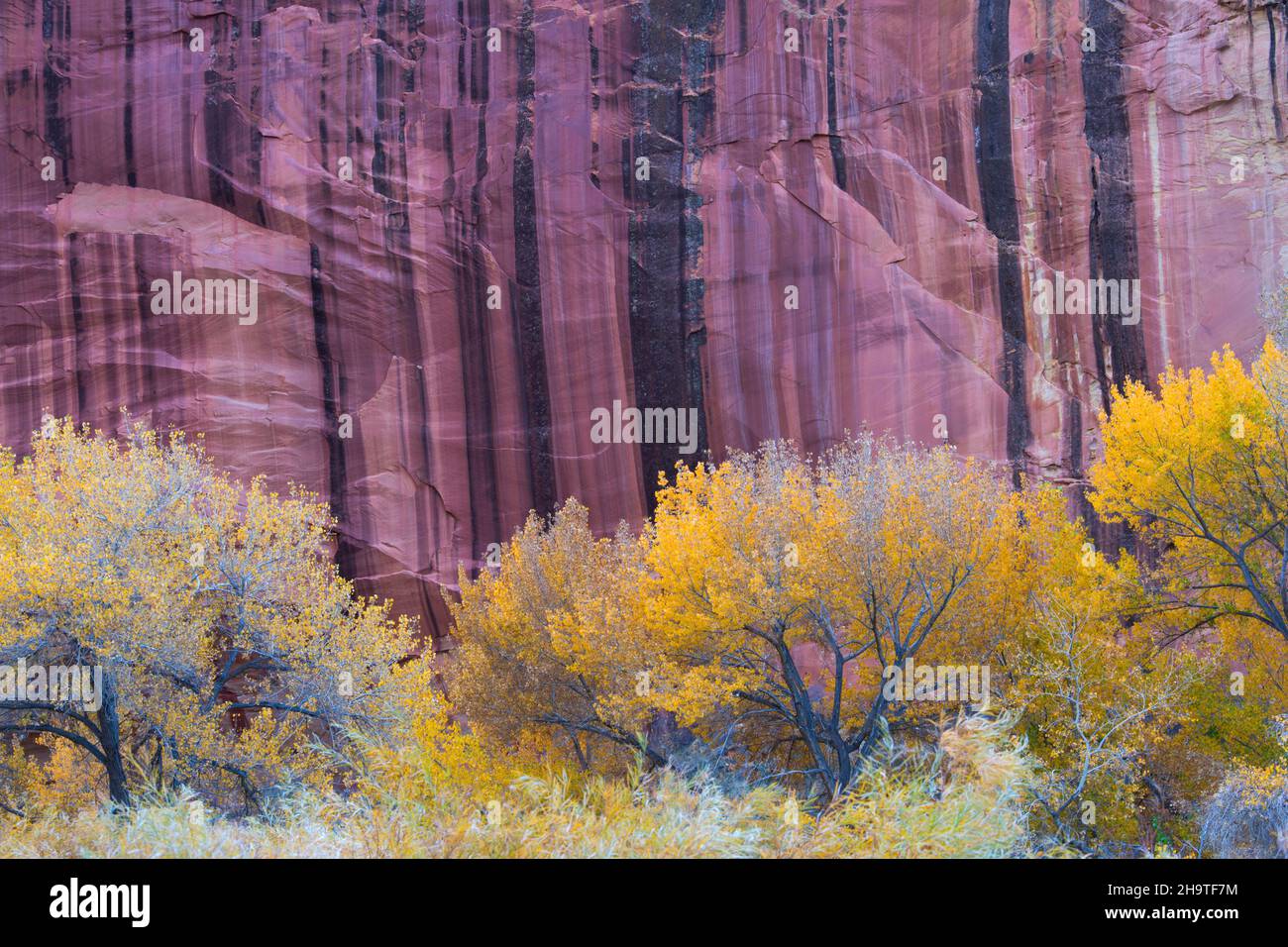 Fruita, Capitol Reef National Park, Utah, USA. Golden cottonwood trees dwarfed by the streaked sandstone wall of the Fremont River Canyon, autumn. Stock Photo