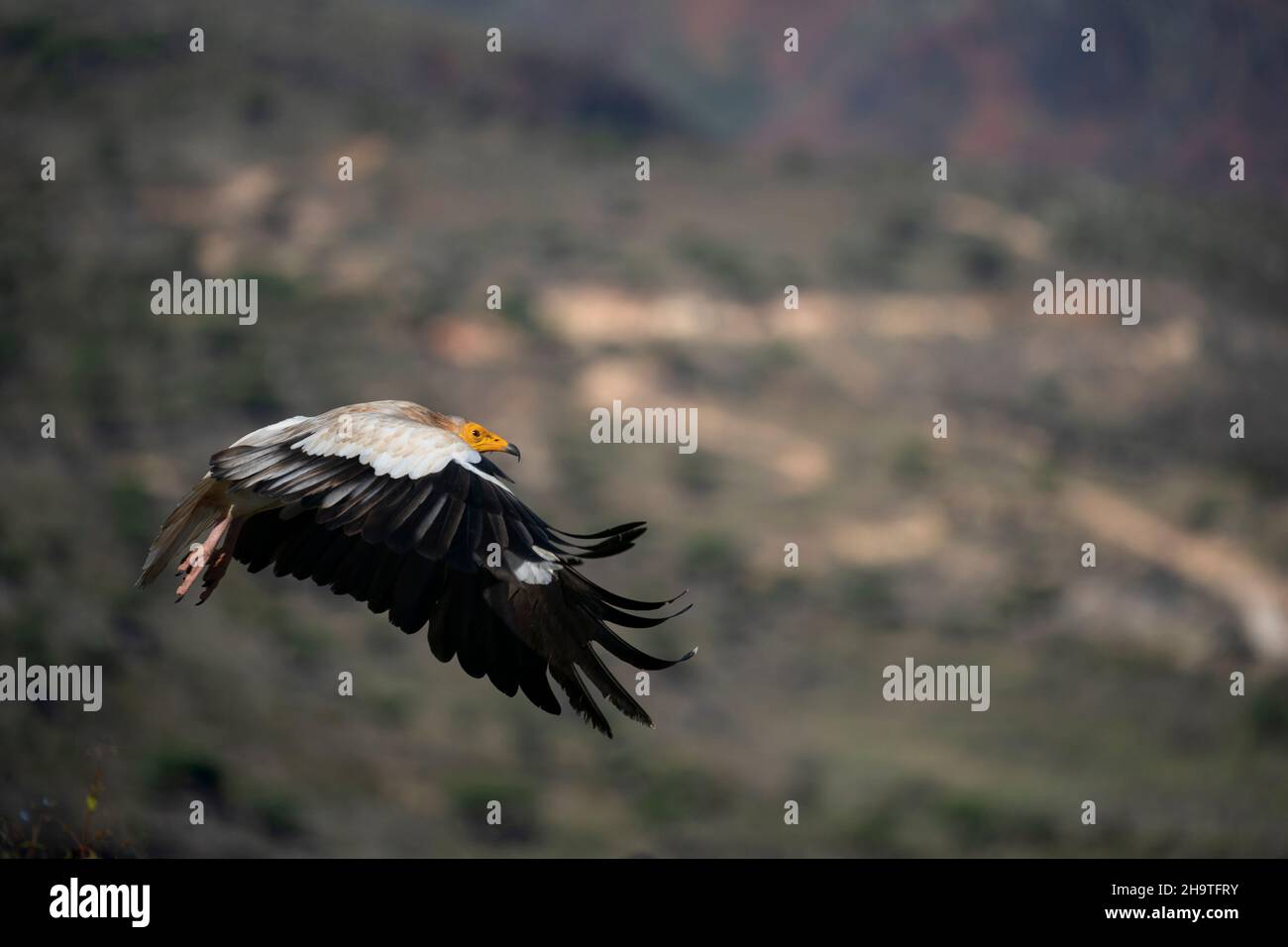 egyptian vulture also called as pharaoh's chicken on Socotra island ...