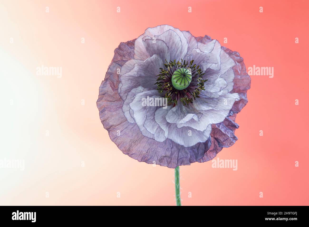 Amazing Grey poppy Stock Photo