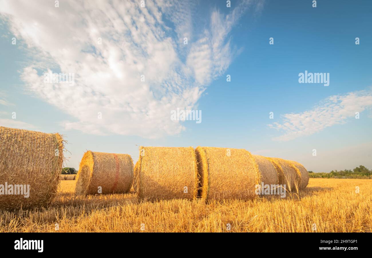 Durum wheat and harvest sunset hi-res stock photography and images - Alamy