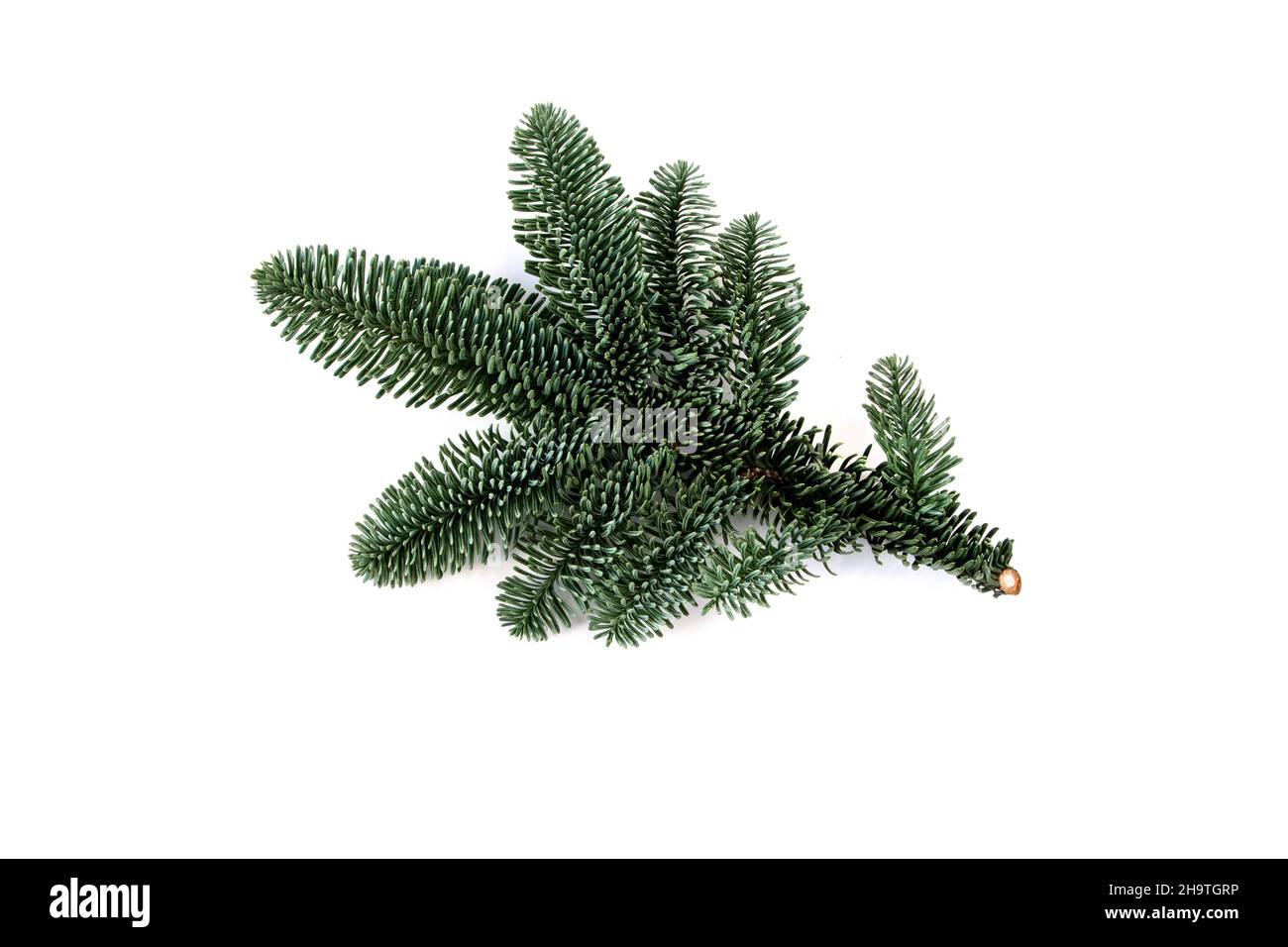 Blue fir tree branch isolated on white. Christmas decoration plant. Abies procera. Stock Photo