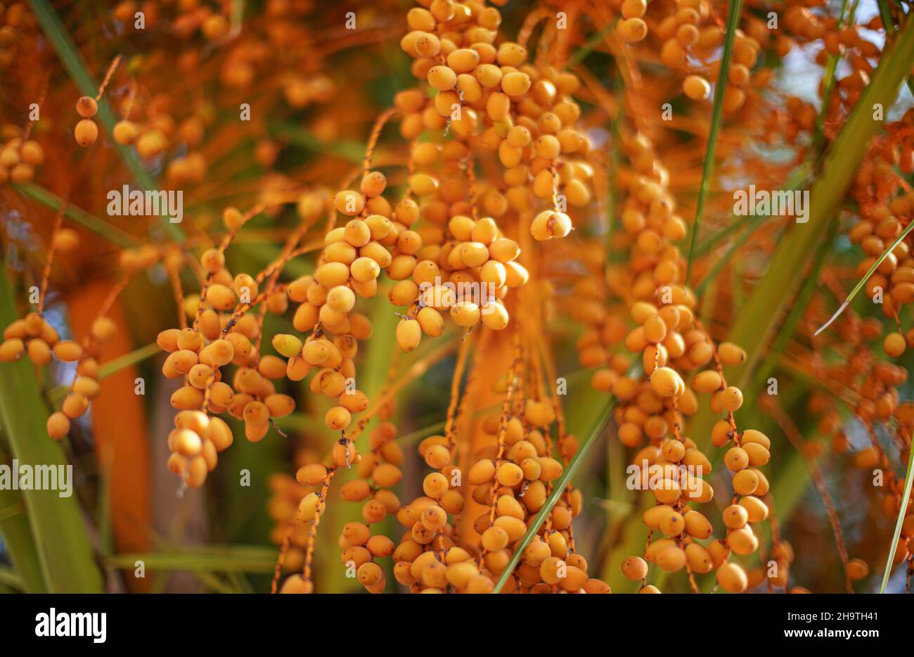 Pindo jelly palm tree (butia capitata) yellow fruits, closeup macro detail Stock Photo