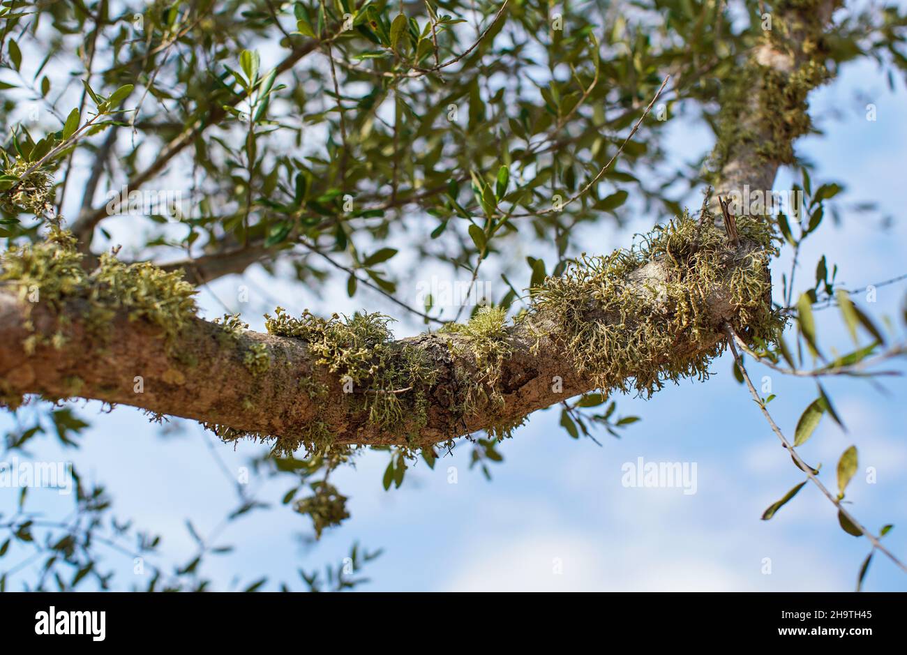 Green moss or lichen growing on tree branch, closeup detail, blurred leaves and sky background Stock Photo