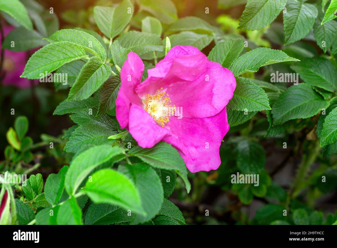 Canker bloom hi-res stock photography and images - Alamy