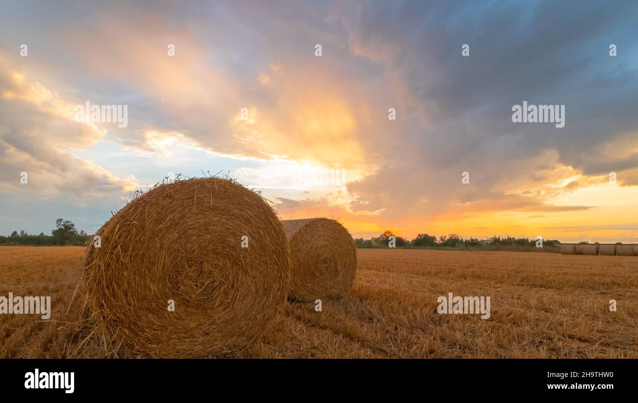 Durum wheat and harvest sunset hi-res stock photography and images - Alamy