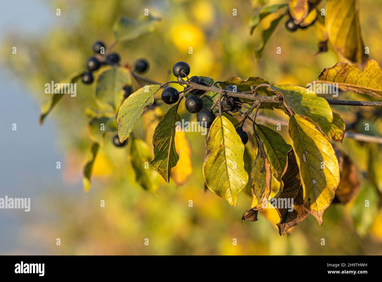 alder buckthorn, glossy buckthorn (Frangula alnus, Rhamnus frangula), branch with fruits in autumn, Germany, Bavaria Stock Photo