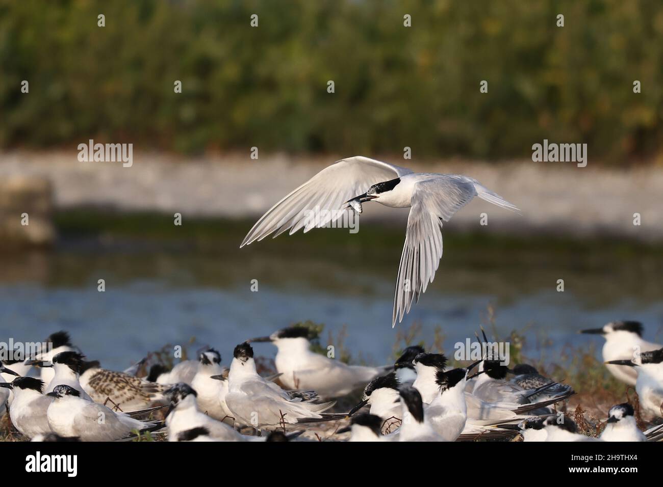sandwich tern (Sterna sandvicensis, Thalasseus sandvicensis), flying to the colony with a fish in its beak , Netherlands, Northern Netherlands, Stock Photo