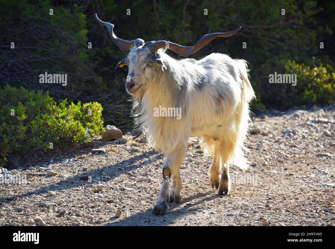 domestic goat (Capra hircus, Capra aegagrus f. hircus), feral goats by the wayside, Greece, Ionian Islands, Ithaka Stock Photo
