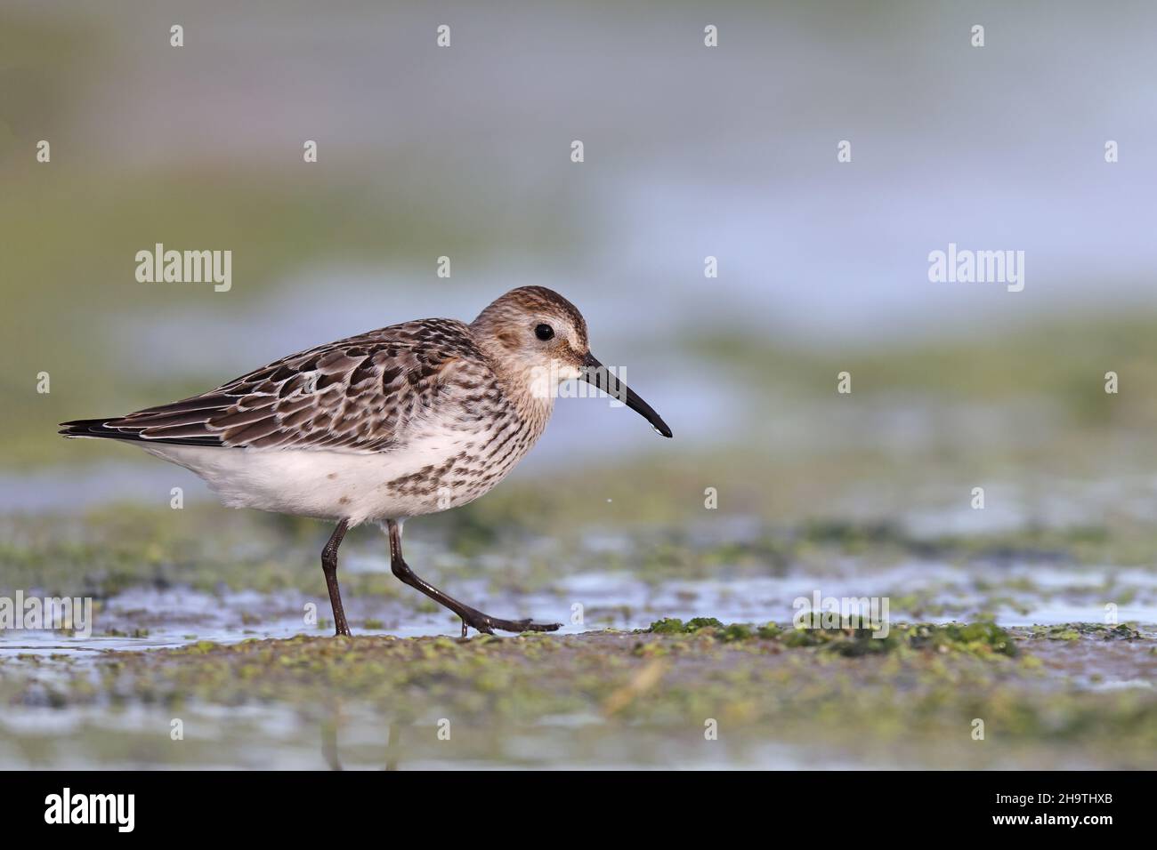dunlin (Calidris alpina), foraging on the beach in juvenile plumage , Spain, Andalusia, Bolonia Stock Photo