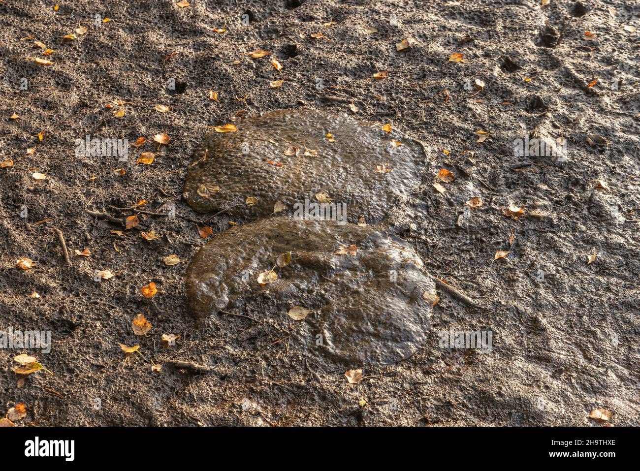 bryozoan (Pectinatella magnifica), large colony on the ground of a let off pond, Germany, Bavaria, Tirschenreuth Stock Photo