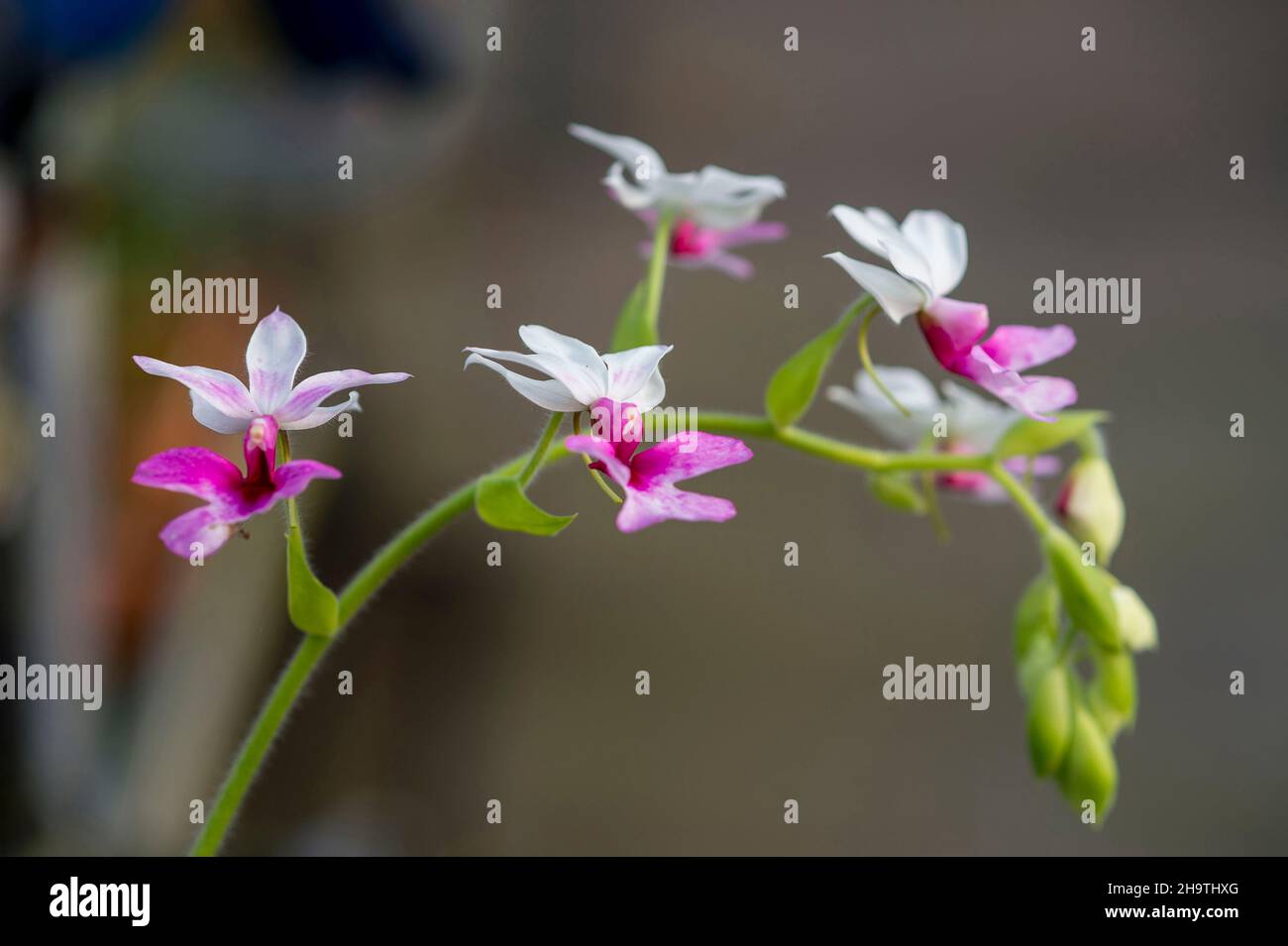 orchid (Calanthe Bryan, Calanthe 'Bryan'), flowers of cultivar Bryan Stock Photo