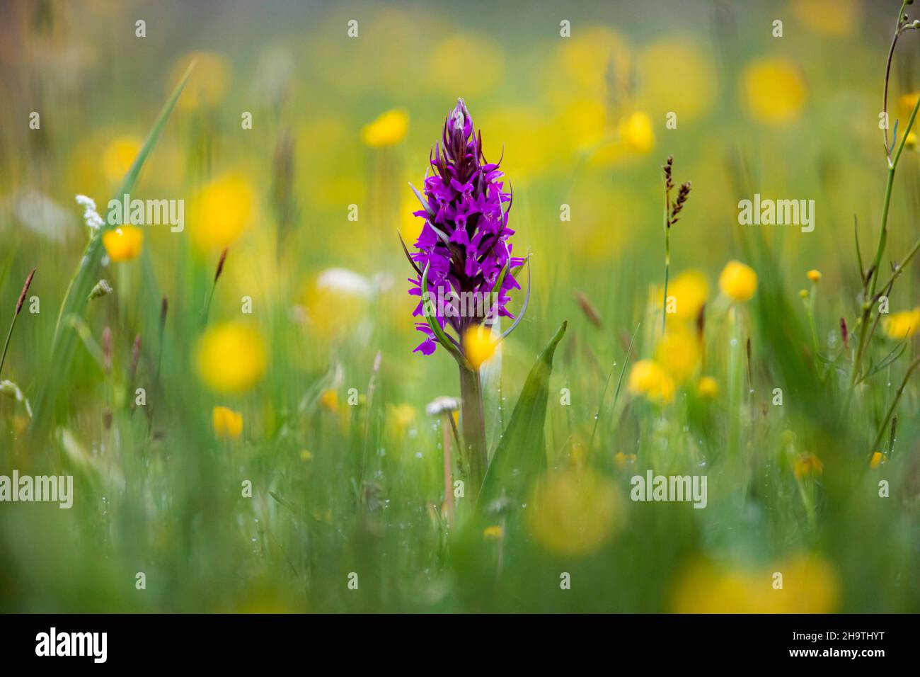 early marsh-orchid (Dactylorhiza incarnata), blooming in a meadow, Germany, Bavaria Stock Photo