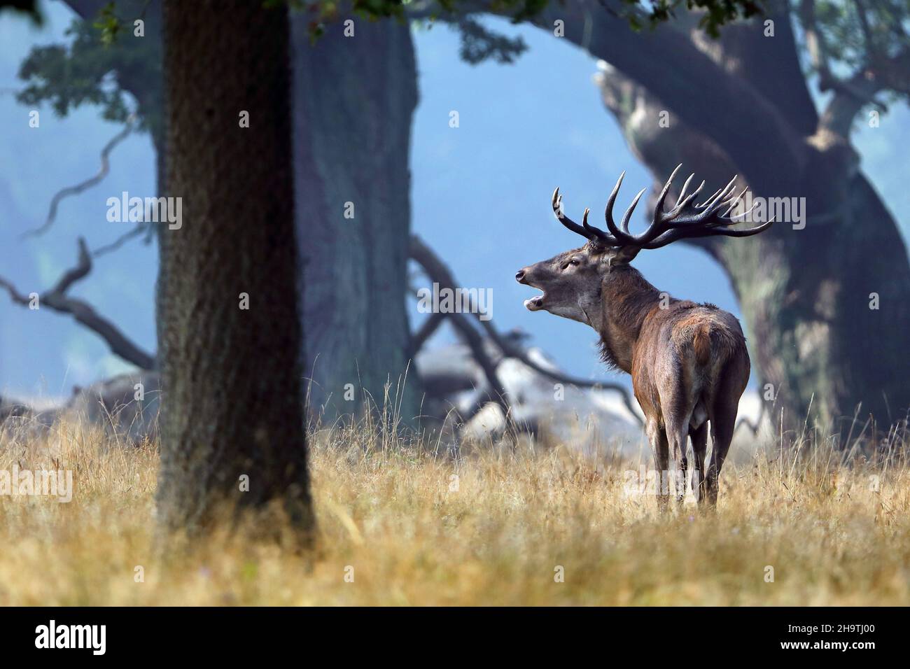 red deer (Cervus elaphus), Roaring stag at forest edge, Denmark Stock Photo