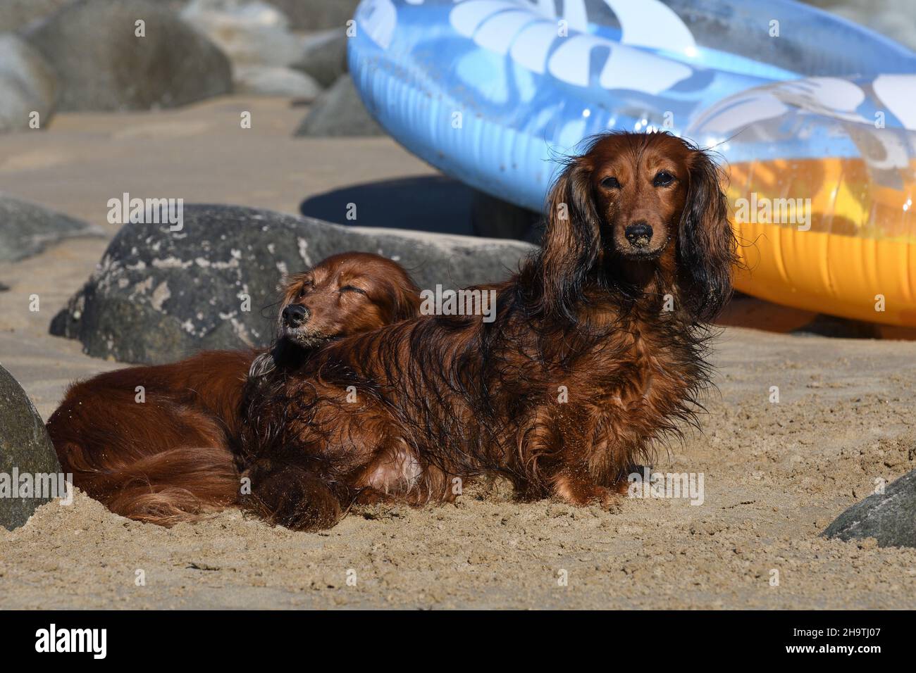 Long-haired Dachshund, Long-haired sausage dog, domestic dog (Canis lupus f. familiaris), two dachshunds enjoying the vacation on the sandy beach , Stock Photo