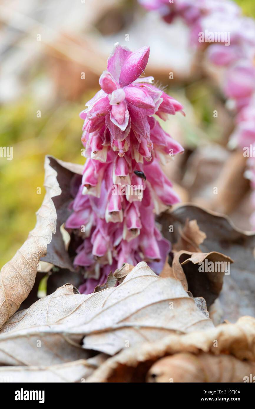 toothwort (Lathraea squamaria), blooming, Germany, Bavaria Stock Photo