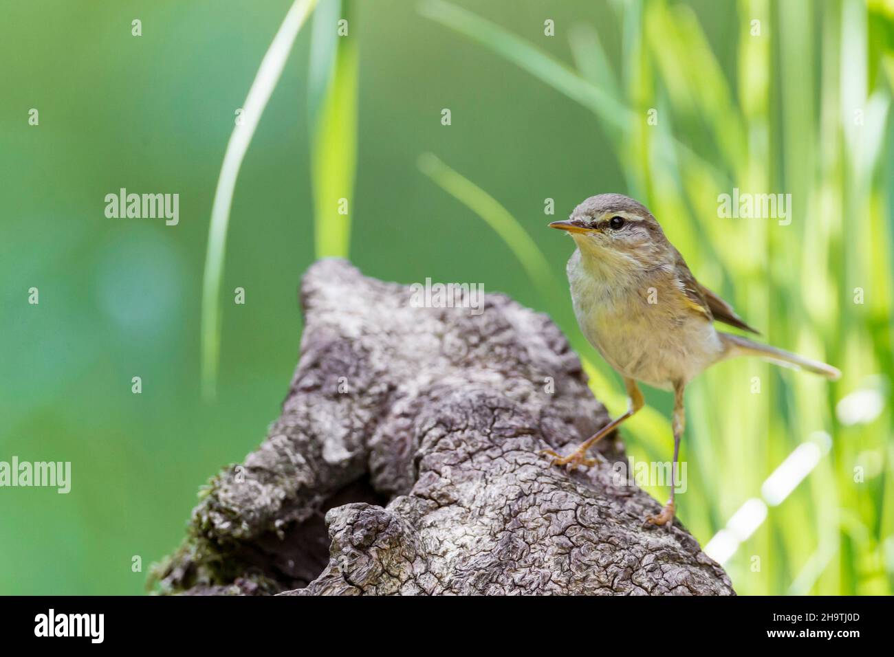 willow warbler (Phylloscopus trochilus), perched on a tree root, Germany, Bavaria Stock Photo