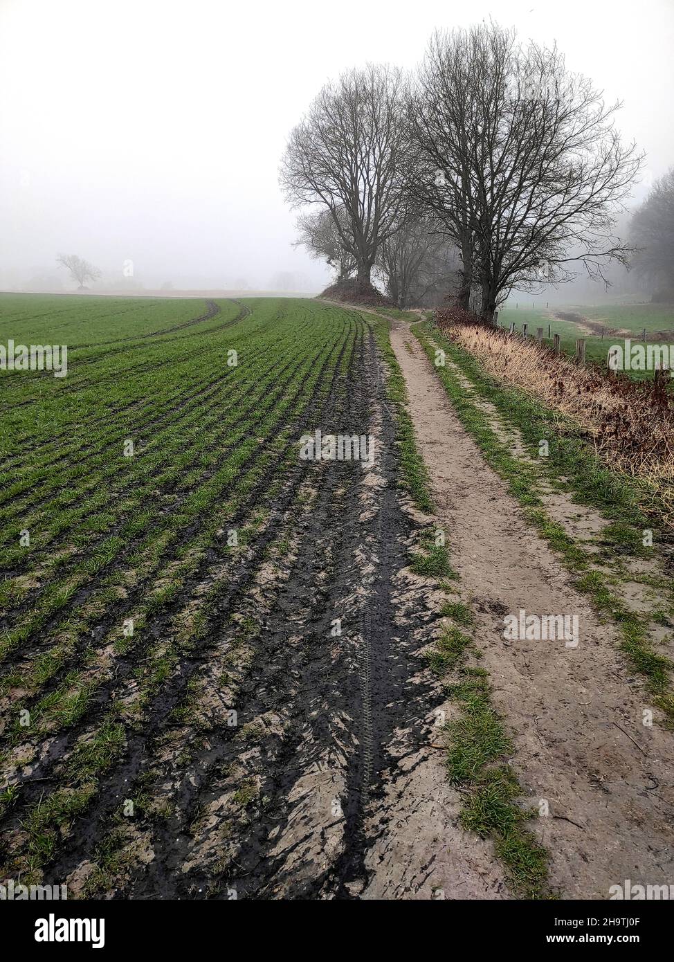 freshly fertilised field in winter, Germany, North Rhine-Westphalia Stock Photo