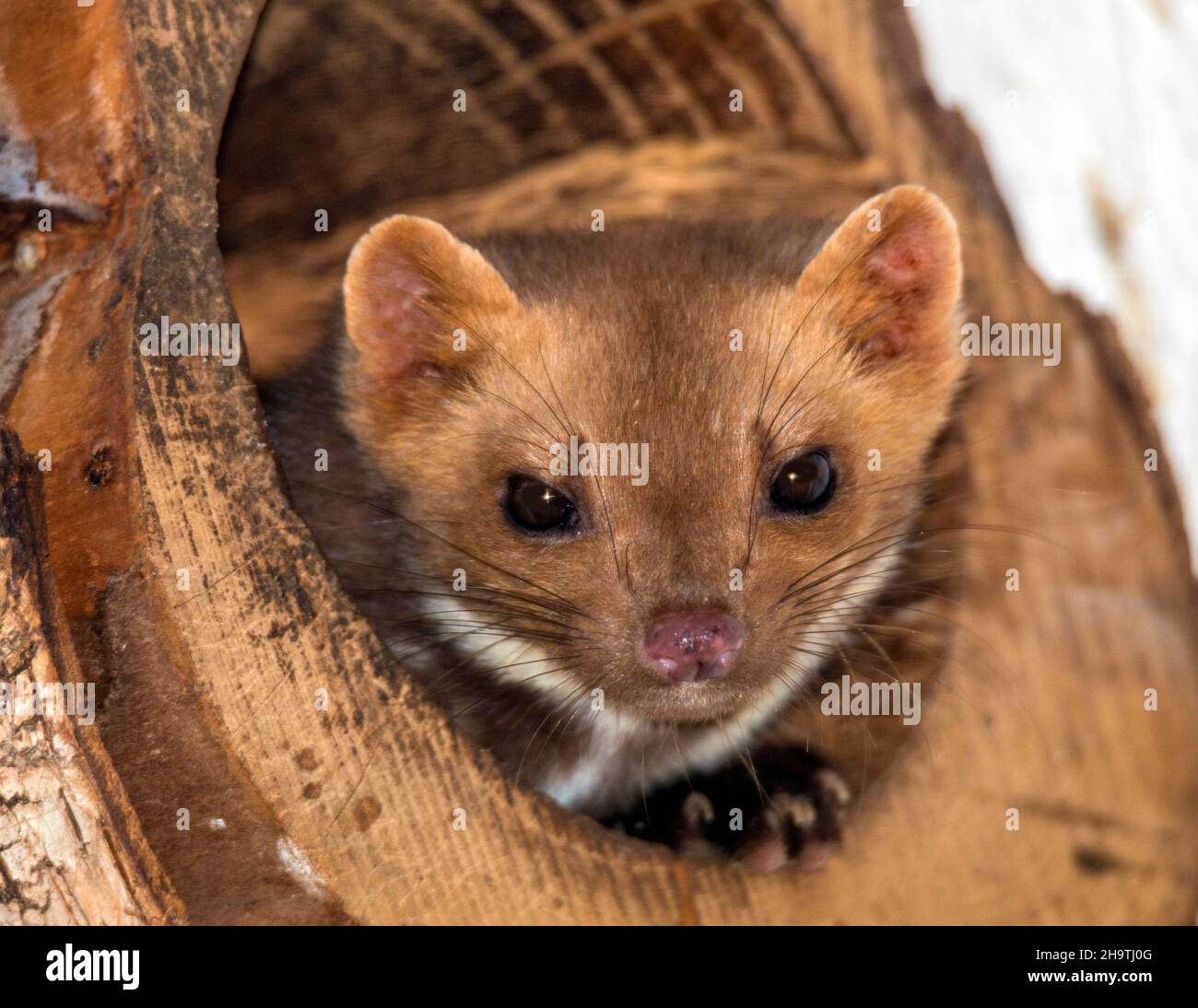 Fouine High Resolution Stock Photography And Images Alamy Fouine High Resolution Stock Photography And Images Alamy