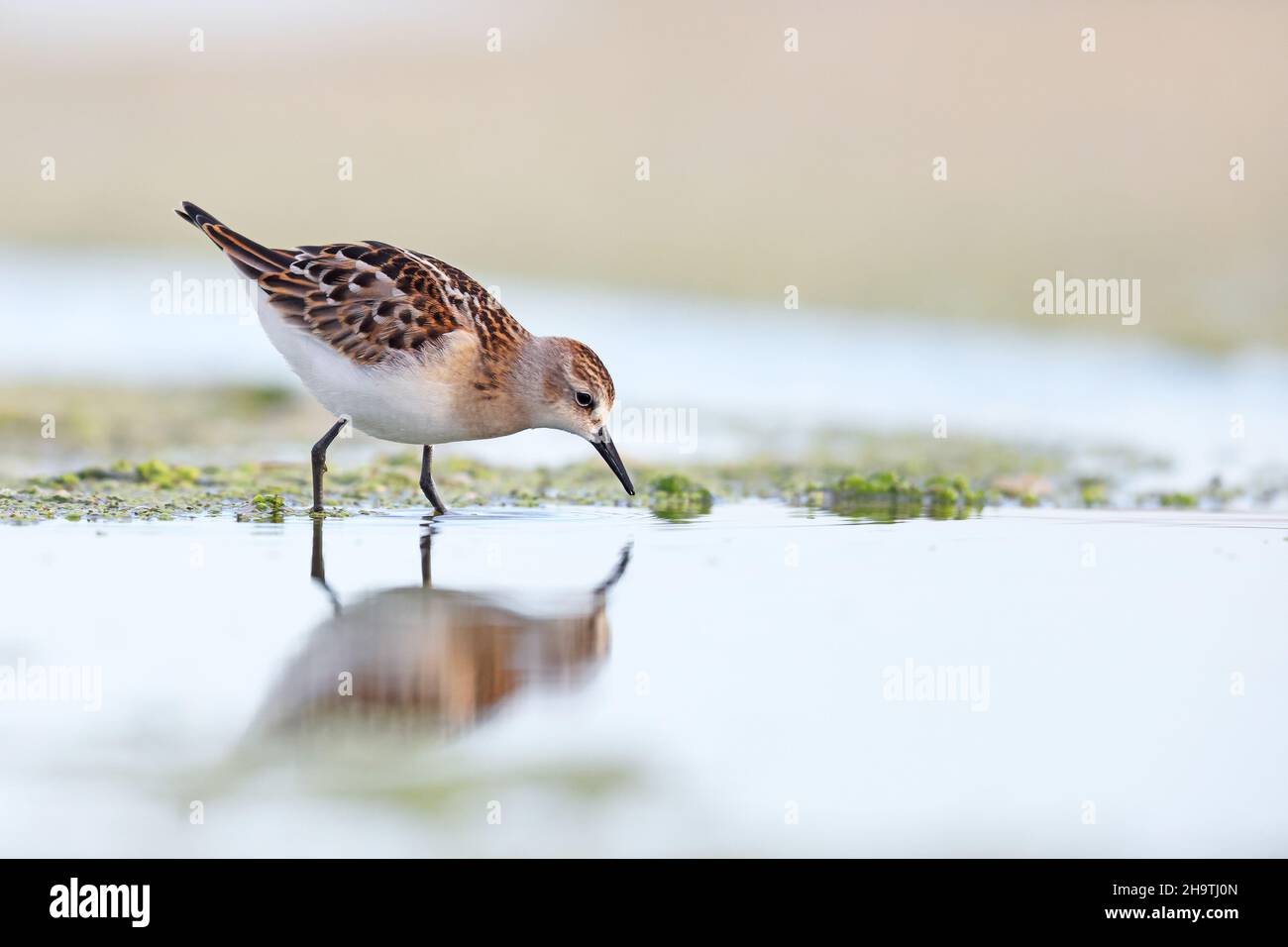 little stint (Calidris minuta), foraging in shallow water in juvenile plumage, Spain, Andalusia, Bolonia Stock Photo