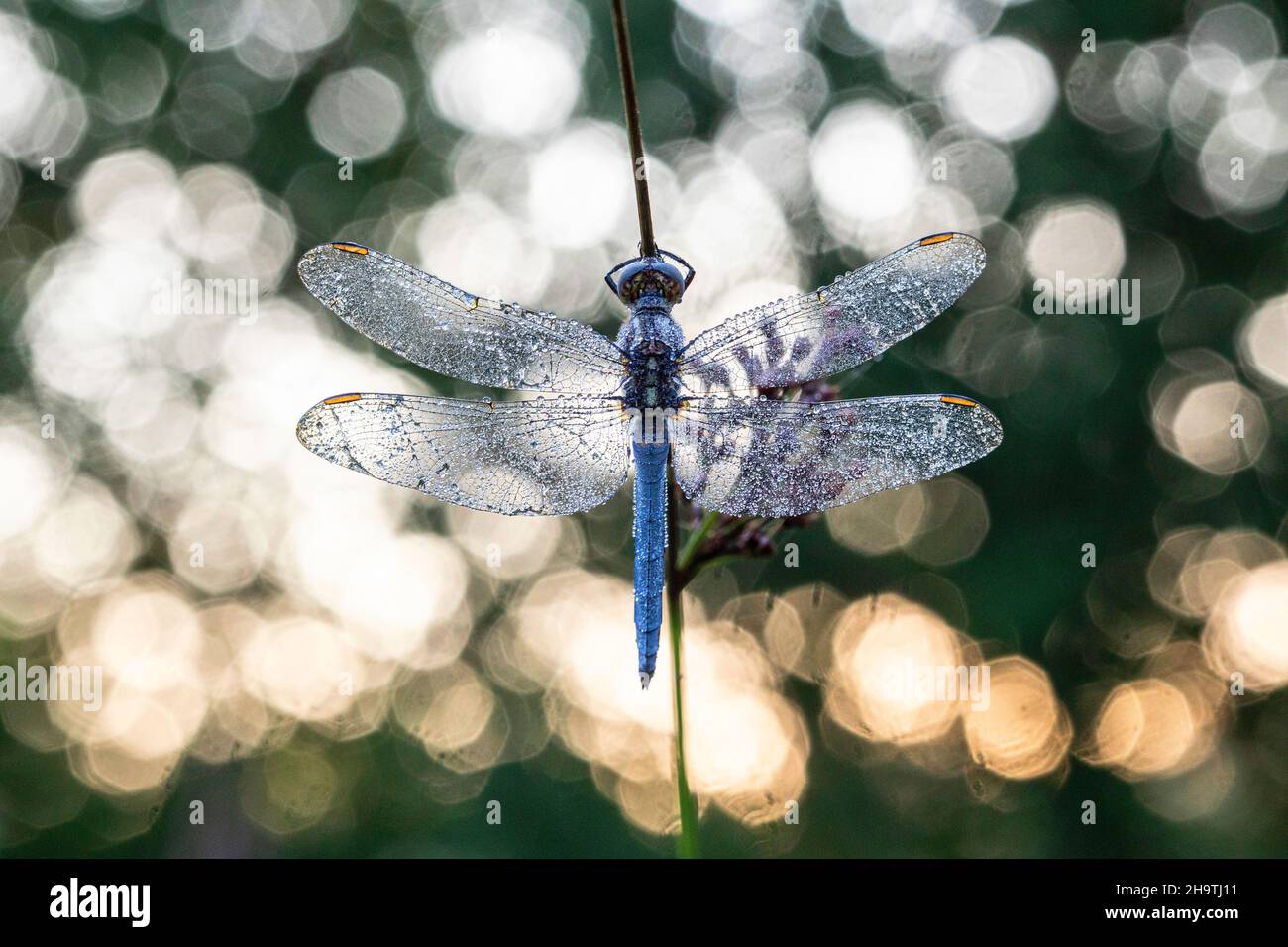 keeled skimmer (Orthetrum coerulescens), Male wetted with morning dew on a blade of grass, Germany, Bavaria Stock Photo