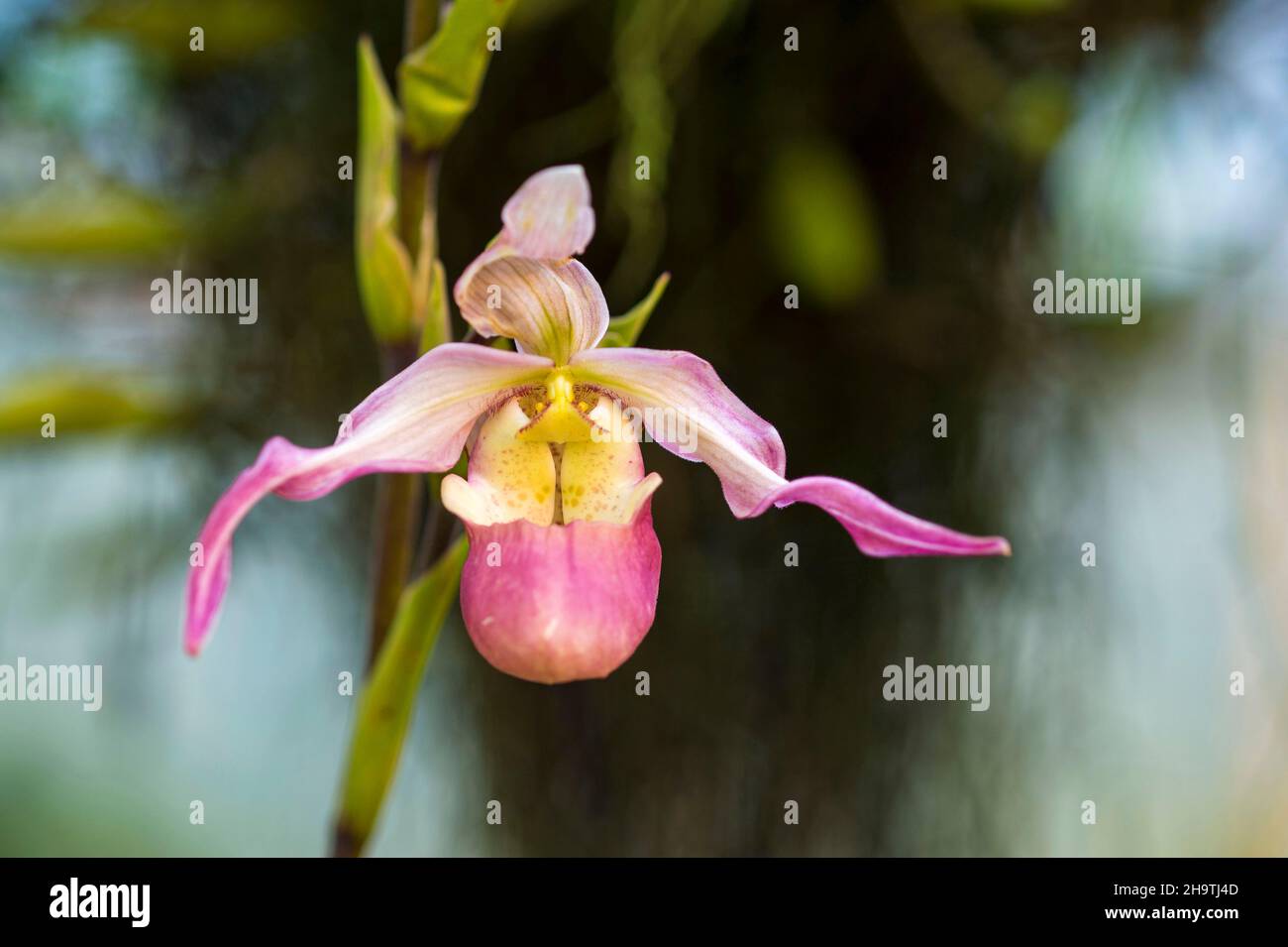 orchid (Phragmipedium calurum), flower Stock Photo