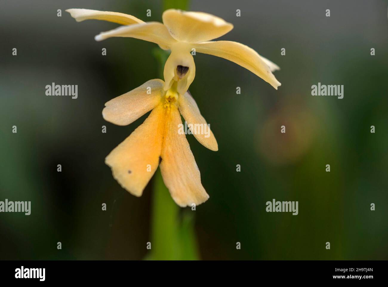 orchid (Calanthe tripicata), withering flower Stock Photo