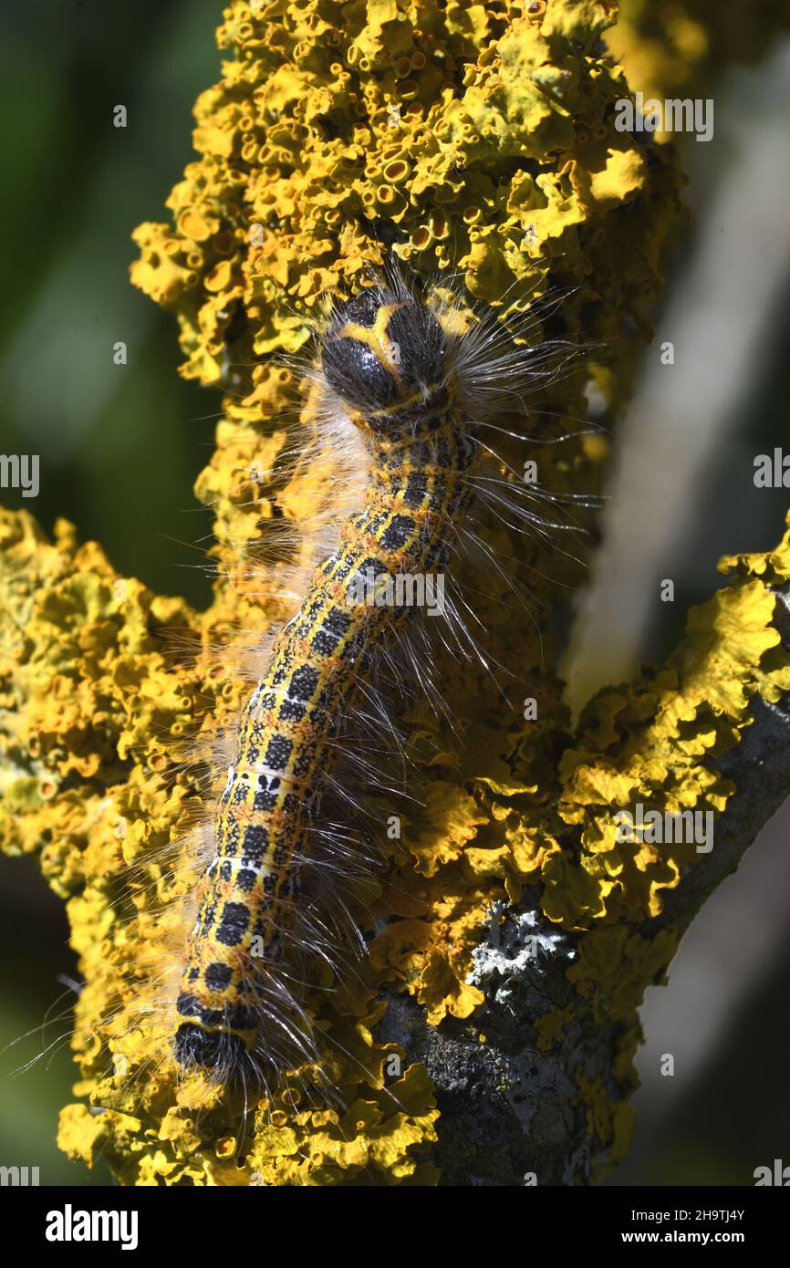 Buff-tip moth, Buff tip caterpillar (Phalera bucephala), at a lichened branch, view from above, France, Brittany, Departement Cotes-d’Armor, Erquy Stock Photo
