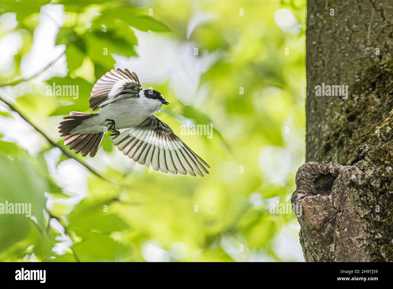 collared flycatcher (Ficedula albicollis), Male approaching its tree cave, Germany, Bavaria Stock Photo