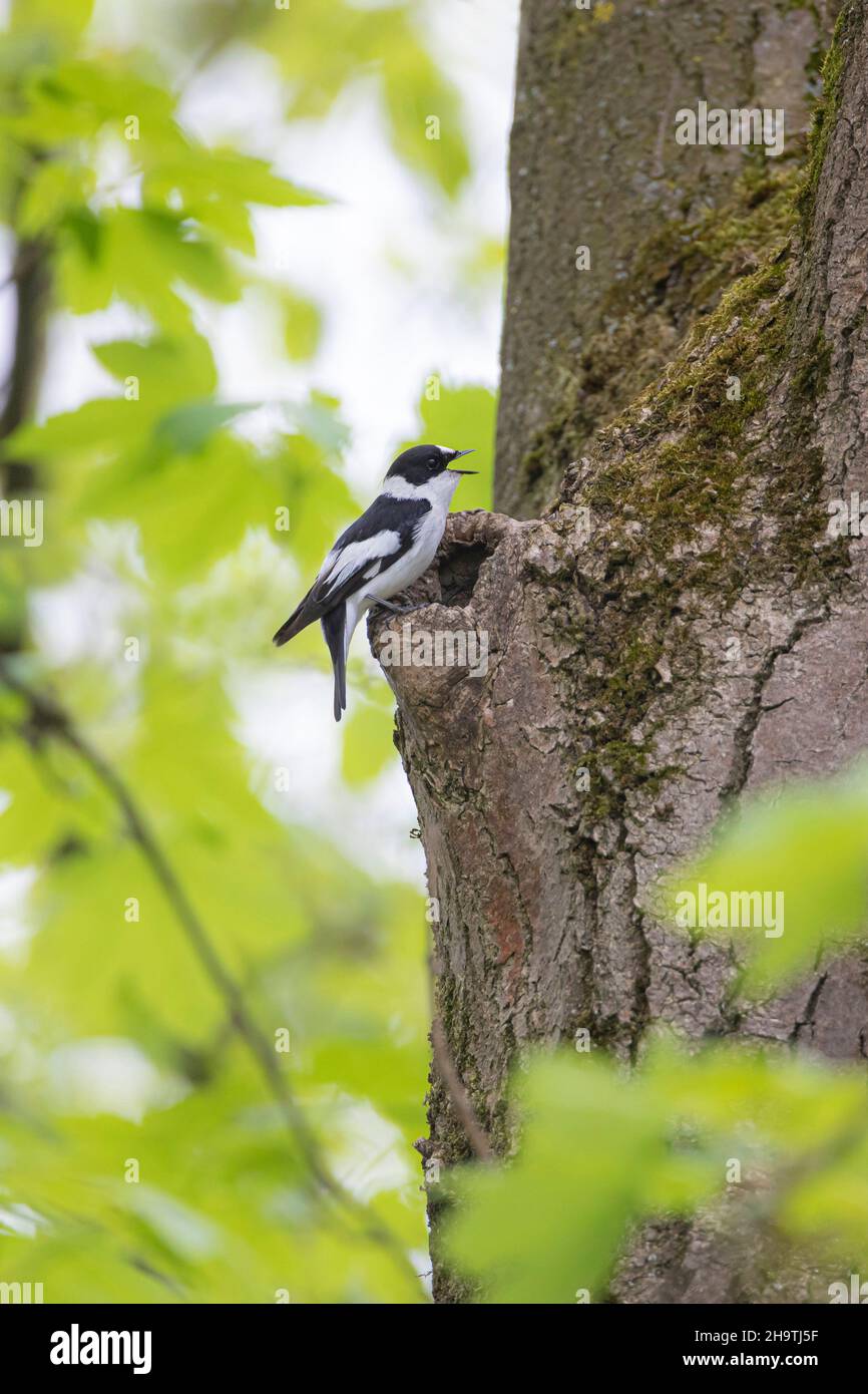 collared flycatcher (Ficedula albicollis), Male perched at its tree cave, Germany, Bavaria Stock Photo