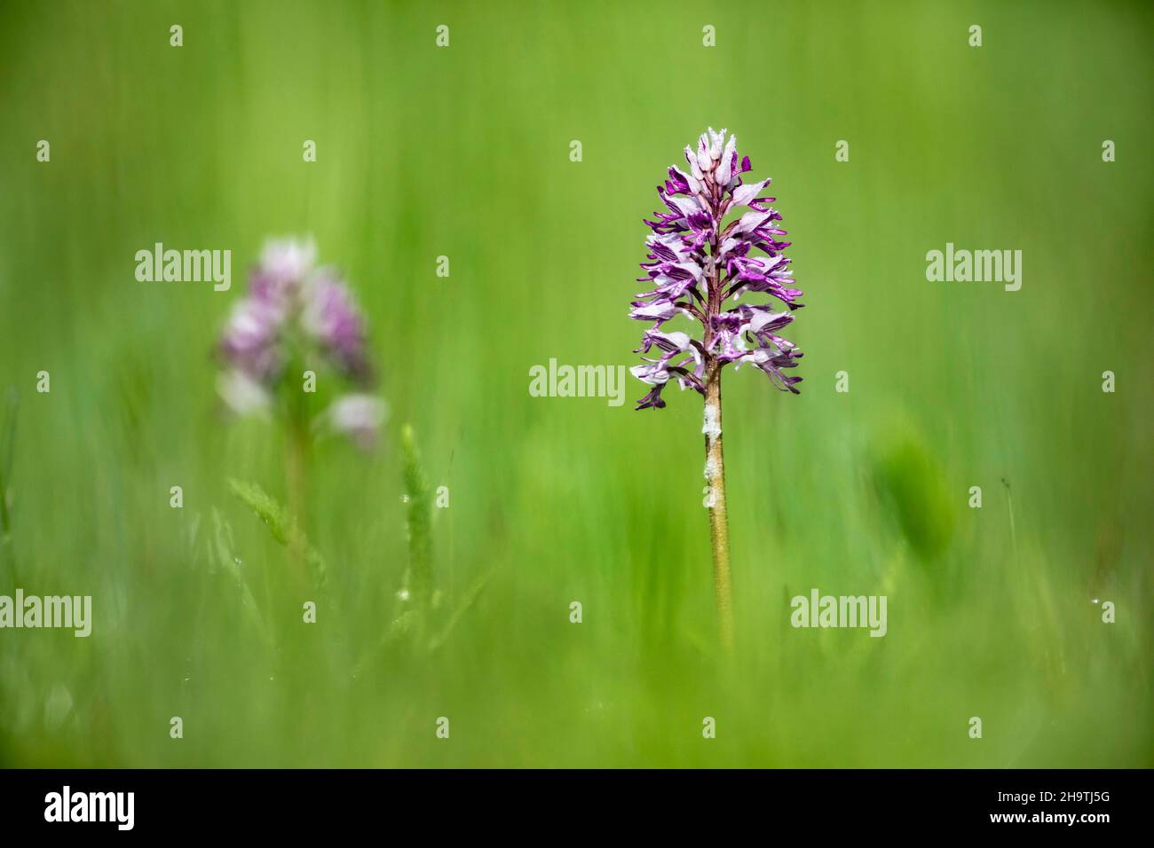 military orchid (Orchis militaris), inflorescence, Germany, Bavaria Stock Photo