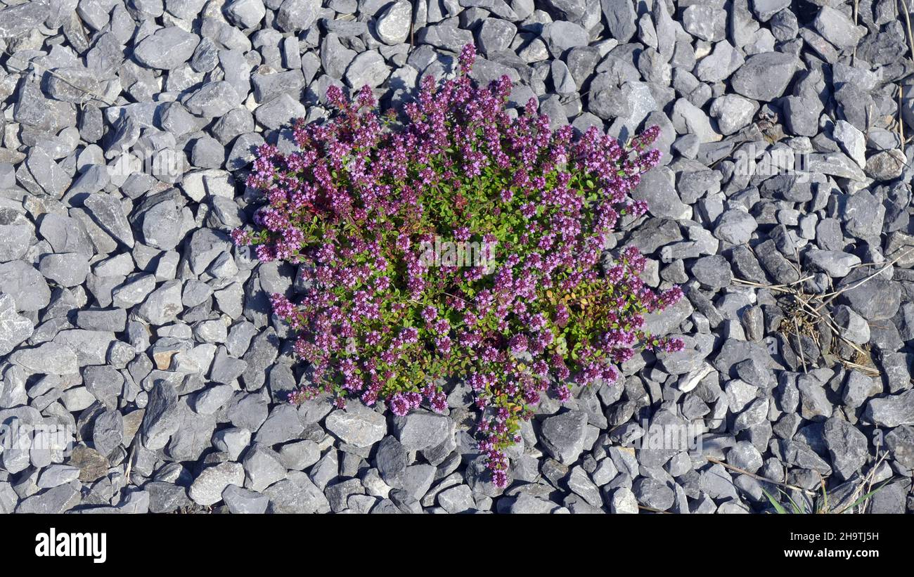 Broad-Leaved Thyme, Dot Wells Creeping Thyme, Large Thyme, Lemon Thyme, Mother of Thyme, Wild Thyme (Thymus pulegioides), growing on gravel, Germany Stock Photo
