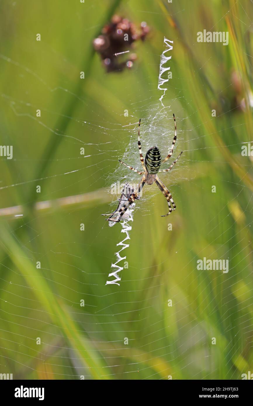 Black-and-yellow argiope, Black-and-yellow garden spider (Argiope bruennichi), female in its web in a meadow, Netherlands, Overijssel, Stock Photo