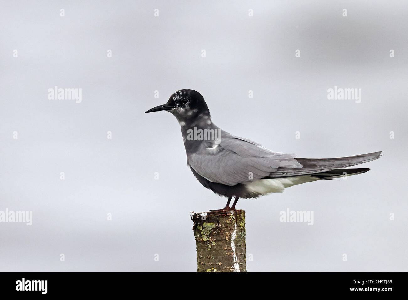 black tern (Chlidonias niger), adult sitting on a post in water, Netherlands, Frisia Stock Photo