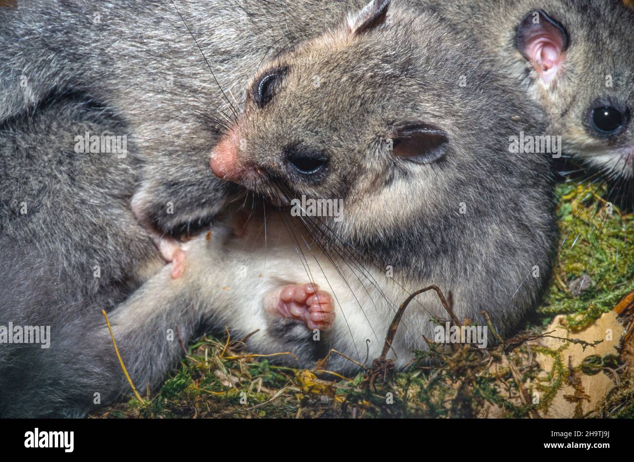 edible dormouse, edible commoner dormouse, fat dormouse, squirrel-tailed dormouse (Glis glis), edible dormice in the nest, Germany Stock Photo