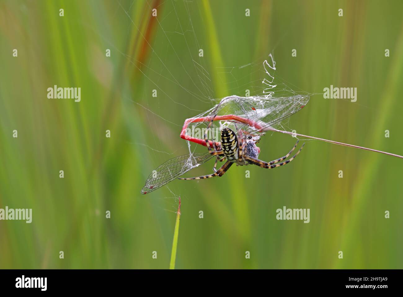 Black-and-yellow argiope, Black-and-yellow garden spider (Argiope bruennichi), wraps caught small red damselfly (Ceriagrion tenellum), Netherlands, Stock Photo