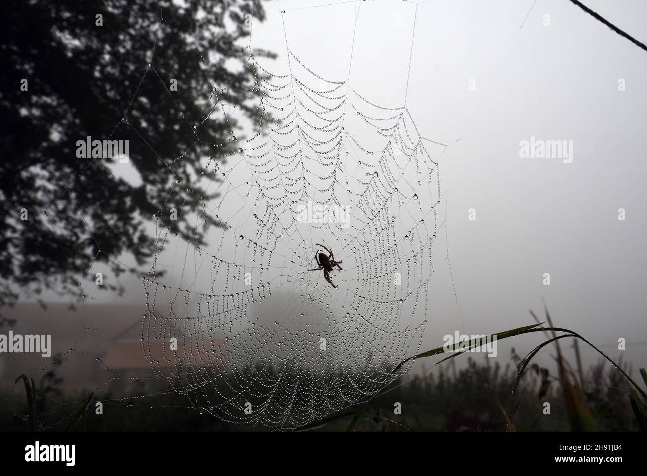 spiders (Araneae), spider in a spider web covered with dew in thick fog , France, Brittany, Departement Cotes-d’Armor, Erquy Stock Photo