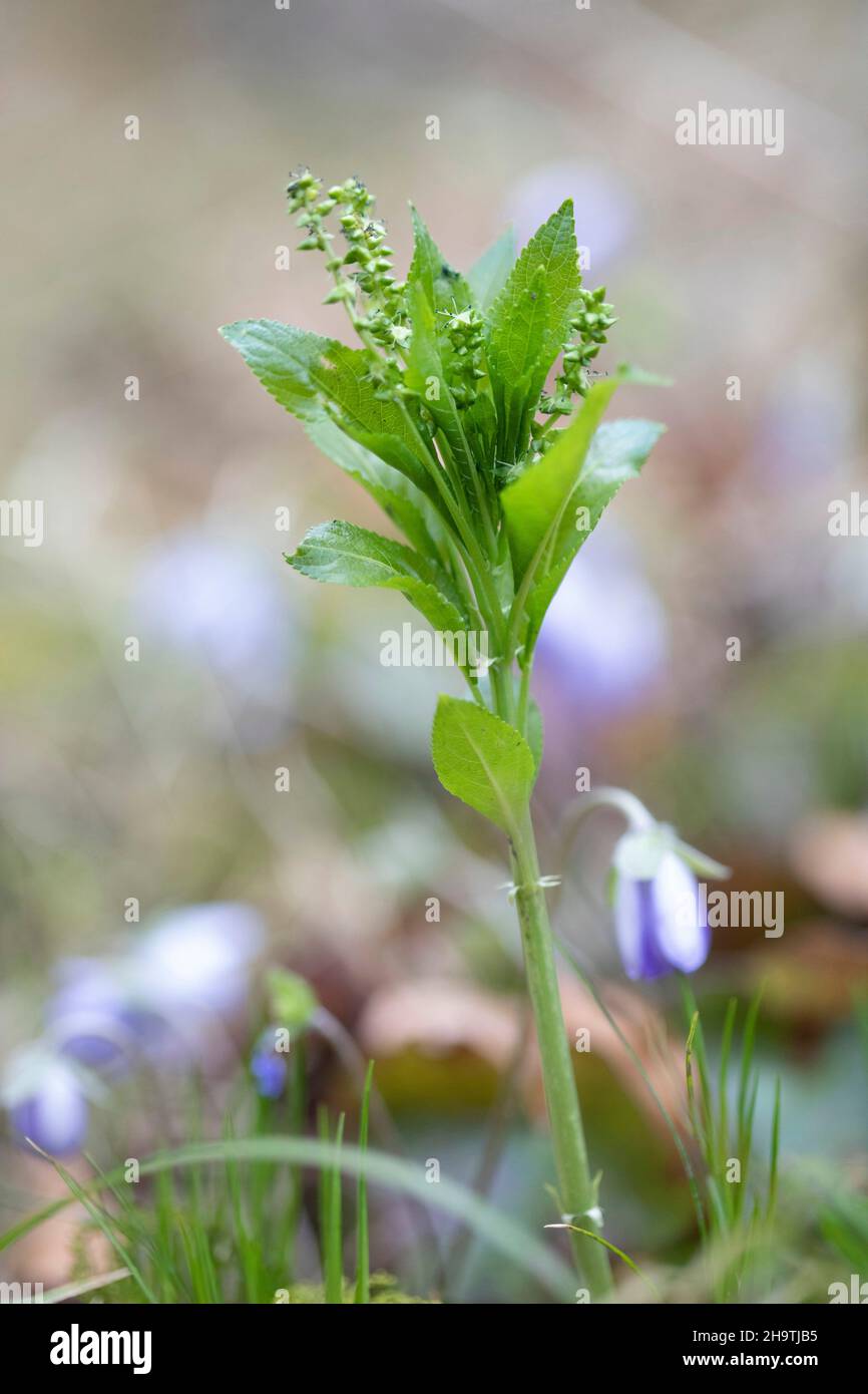 dog's mercury (Mercurialis perennis), blooming, male plant, Germany, Bavaria Stock Photo