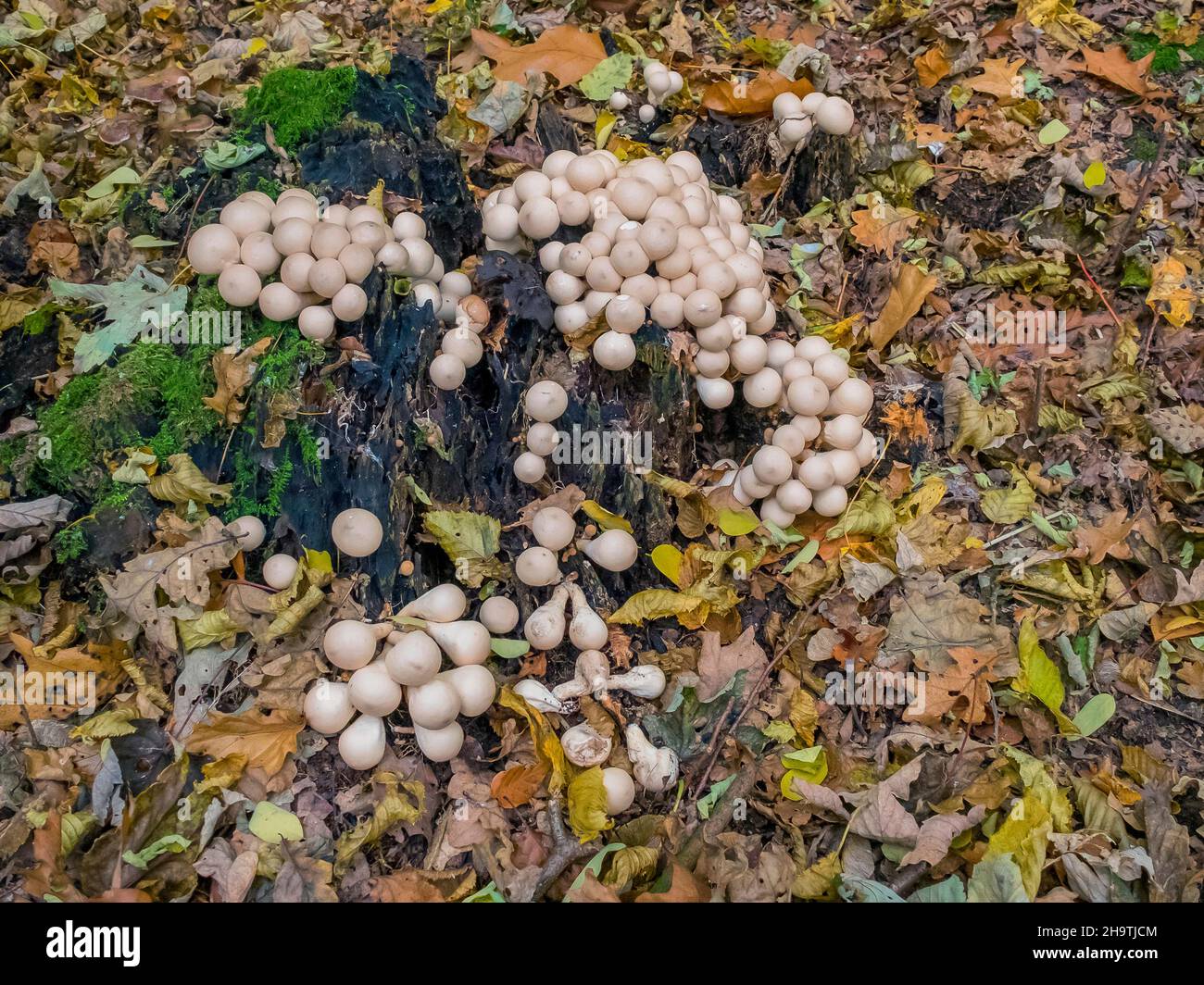 Young puffballs hi-res stock photography and images - Alamy