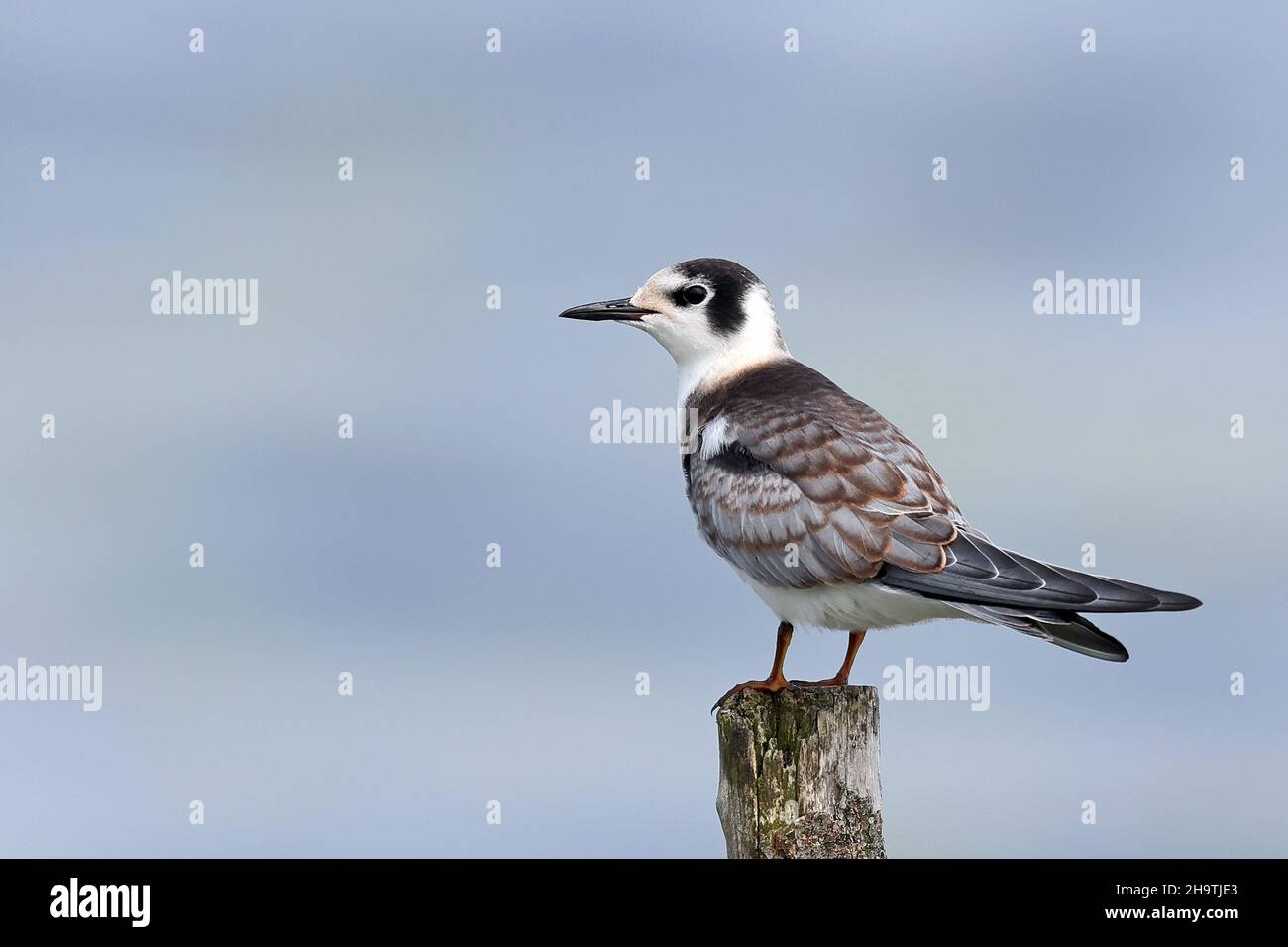 black tern (Chlidonias niger), juvenile sitting on a post in water, Netherlands, Frisia Stock Photo