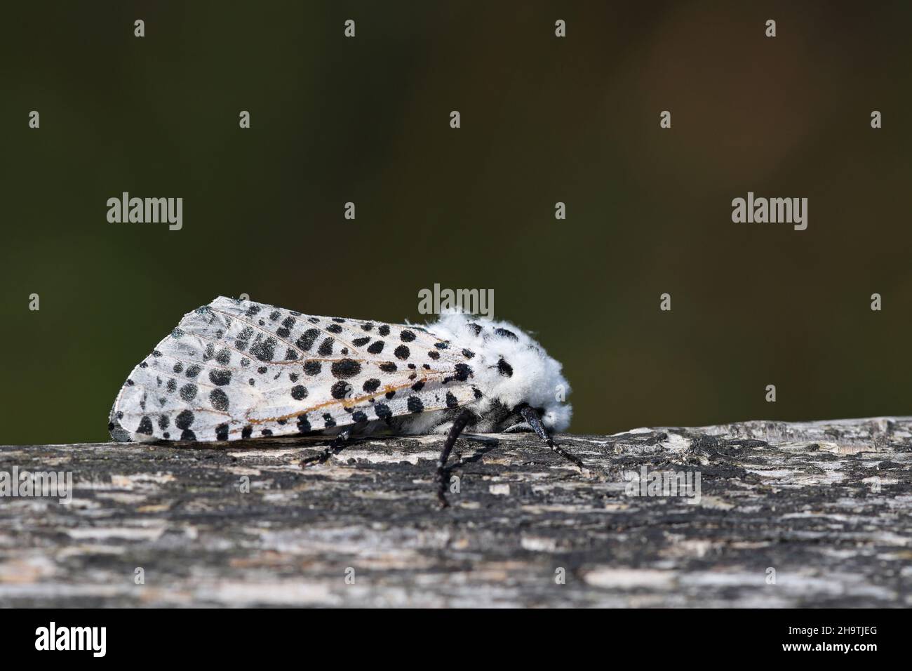 Leopard moth (Zeuzera pyrina, Zeuzera pyrinia), sitting on a fence, Netherlands, Frisia Stock Photo