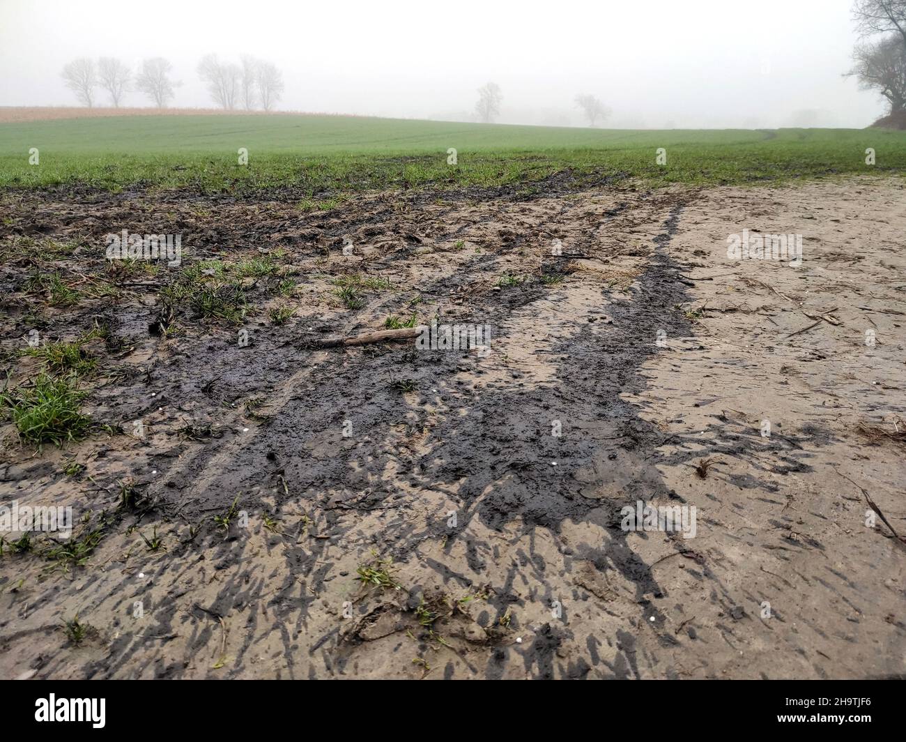 freshly fertilised field in winter, Germany, North Rhine-Westphalia Stock Photo