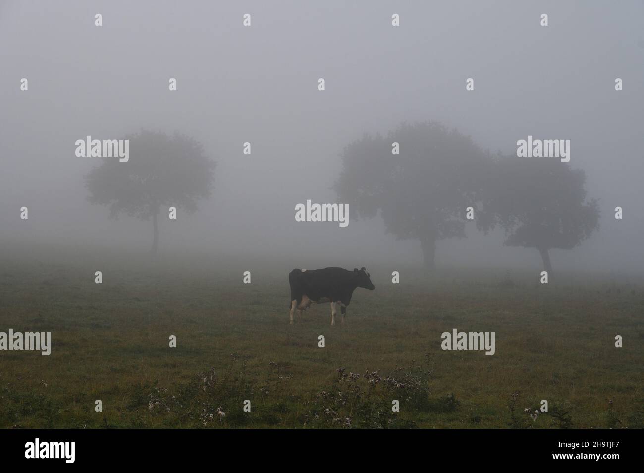 domestic cattle (Bos primigenius f. taurus), black and white milker standing on a pasture in dense fog, side view, France, Brittany, Stock Photo