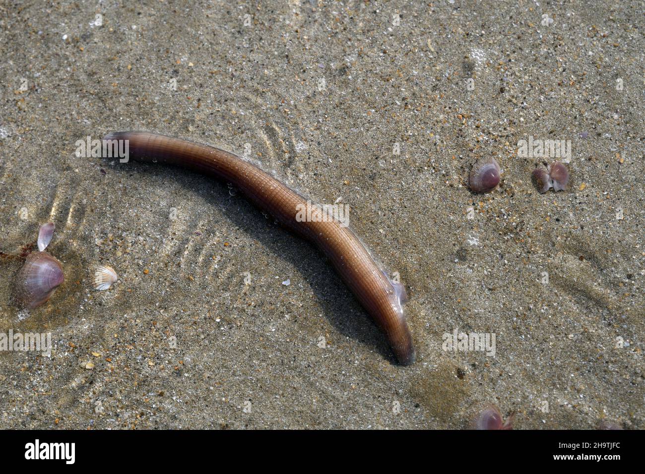 European lug worm, blow lug, lugworm (Arenicola marina), at ebbtide on the beach, view from above, France, Brittany, Département Côtes-d’Armor , Stock Photo