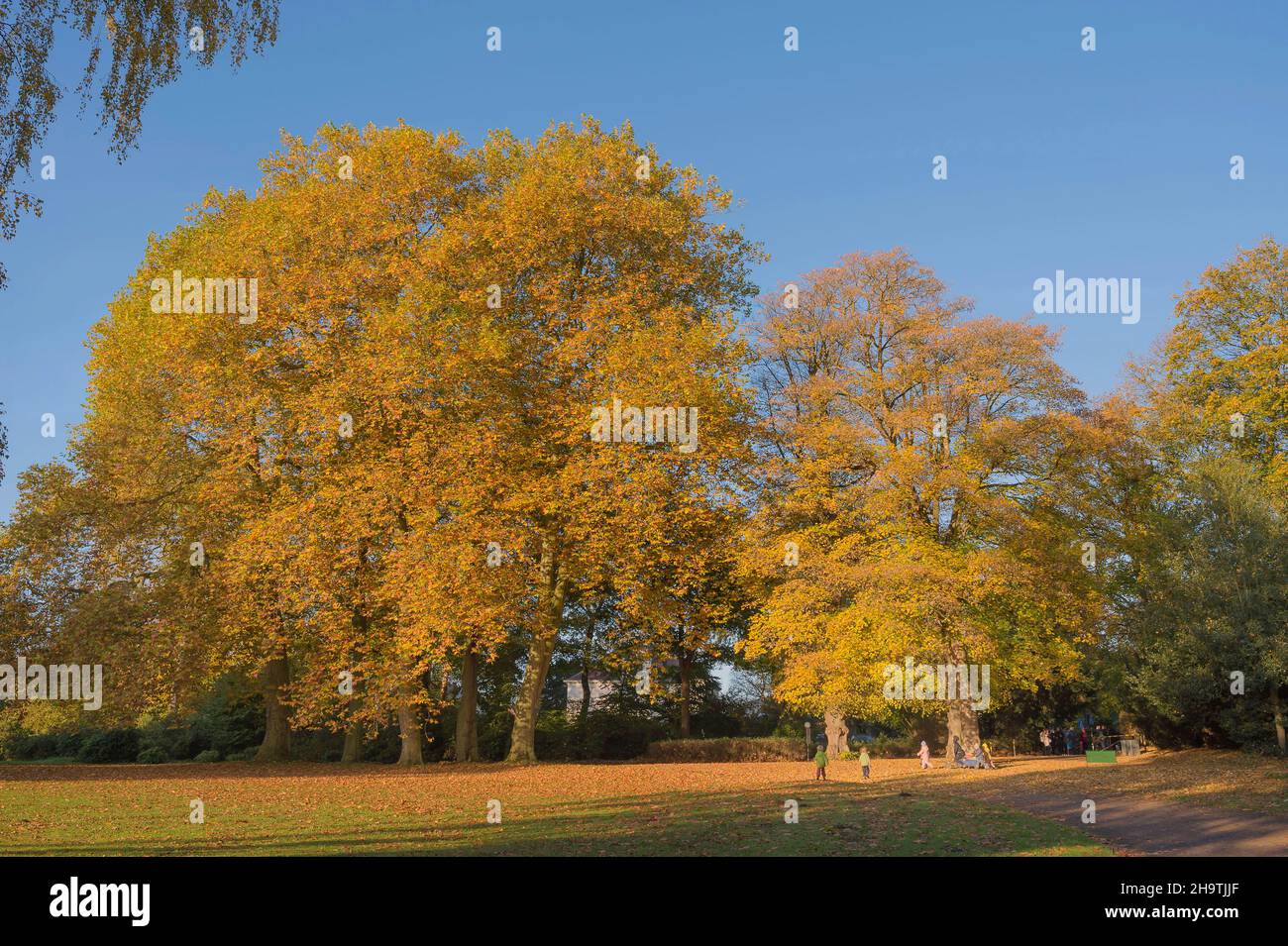 European plane, maple-leaved plane, London plane, London planetree (Platanus hispanica, Platanus x hybrida, Platanus hybrida, Platanus acerifolia), Stock Photo