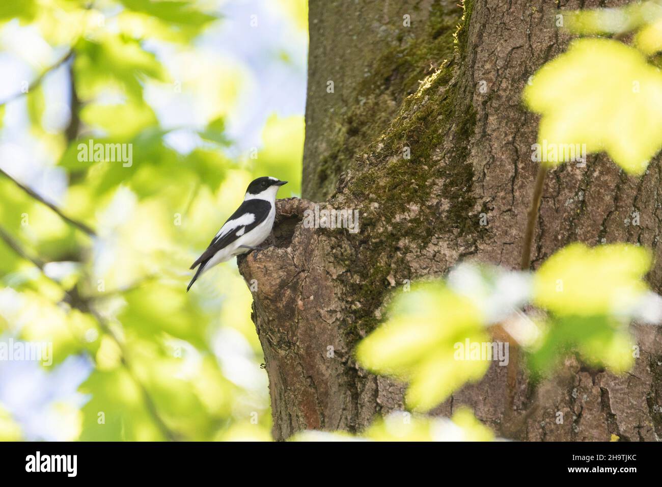 collared flycatcher (Ficedula albicollis), Male perched at a tree cave, Germany, Bavaria Stock Photo